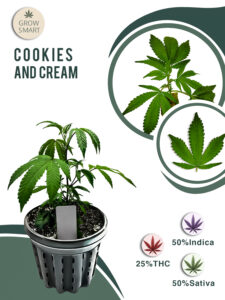 Cookies & Cream 25% THC