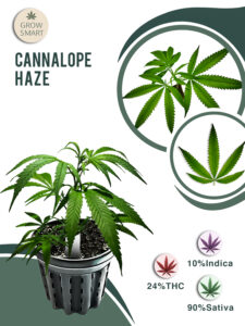 Cannalope Haze 24% THC
