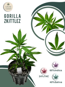 Gorilla Zkittelz 24% THC