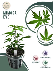 Mimosa Evo 30% THC