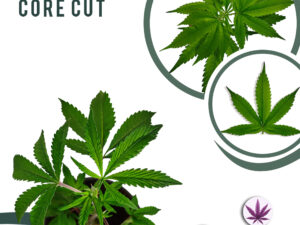Amnesia Core Cut 24% THC
