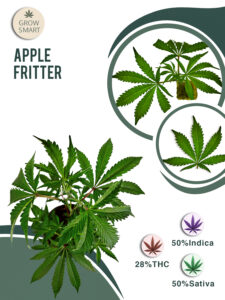 Apple Fritter 28% THC