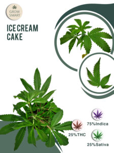 Ice Cream Cake 25% THC
