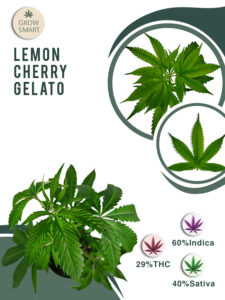 Lemon Cherry Gelato 29% THC