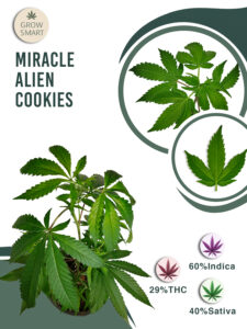 Miracle Alien Cookies #1 29% THC