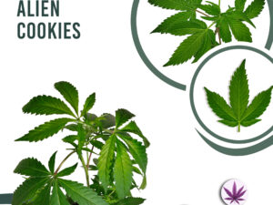 Miracle Alien Cookies #1 29% THC