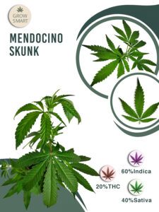 Mendocino Skunk 20% THC