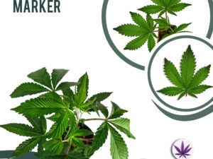 Permanent Marker 30% THC
