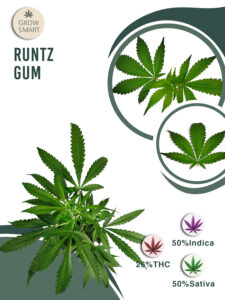 Runtz Gum 26% THC