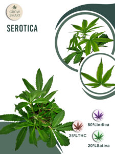 Serotica (Serious Seeds) 25% THC