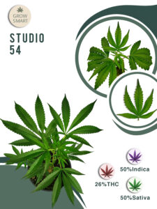 Studio 54 26% THC