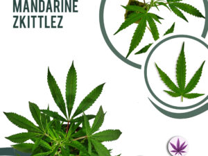 Sweet Mandarine Zkittlez 24% THC