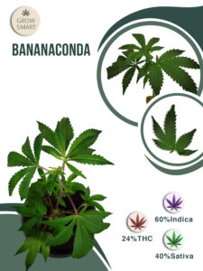 Bananaconda 24% THC
