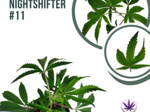 Colorado Nightshifter 30% THC