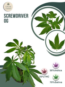 Screwdriver OG 25% THC