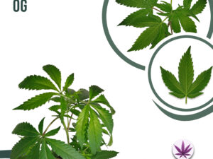 Screwdriver OG 25% THC