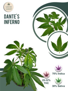 Dante’s Inferno 32% THC