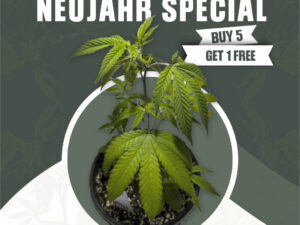 Neujahr Special (5 + 1)